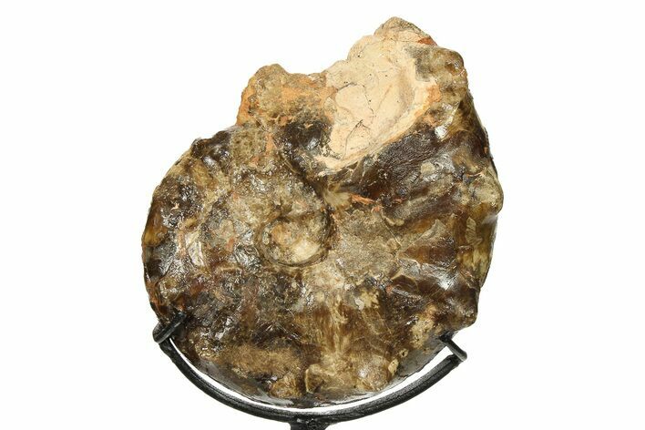 Cretaceous Ammonite (Mammites) Fossil with Metal Stand - Morocco #274615